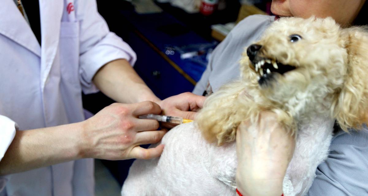 狗狗疫苗接种全攻略：种类时间表及注意事项详解