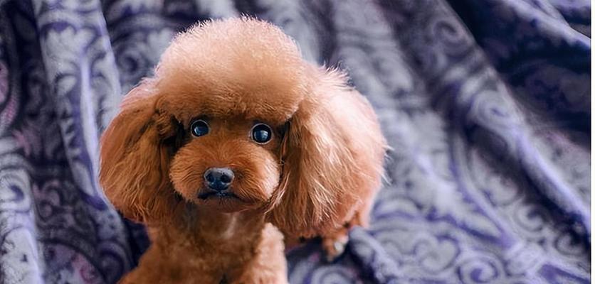 哪些猛犬体味较小 了解不同品种体味差异及改善方法