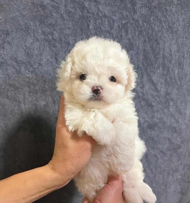 小体比熊养护全攻略：打造健康快乐的成长环境