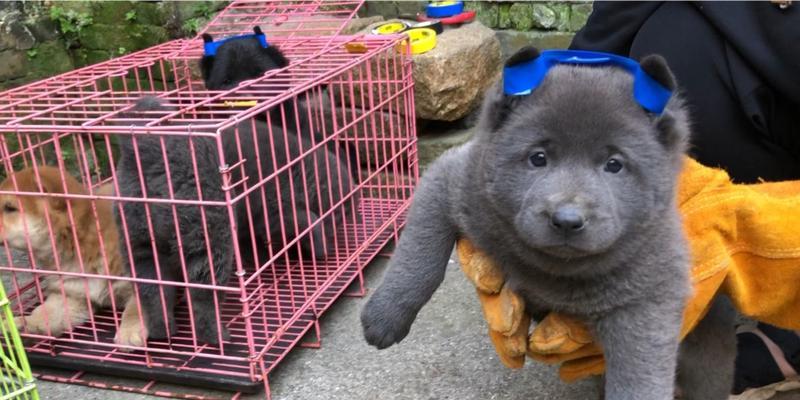 土狗眼睛类型大全：14种不同眼型特点分析指南