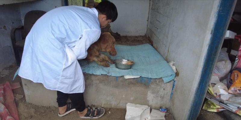 金毛犬瘟病期间饮食禁忌完全指南，15类危险食物需避开