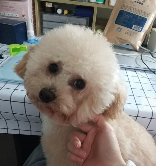 比熊混血犬种大全：了解各种比熊后代的特点与魅力