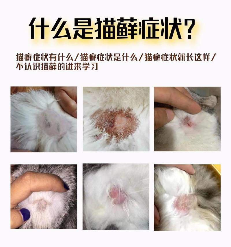 猫咪皮藓症状识别与有效治疗方法全攻略