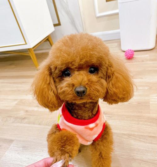 泰迪犬全面指南：品种特点、饲养方法与训练技巧详解