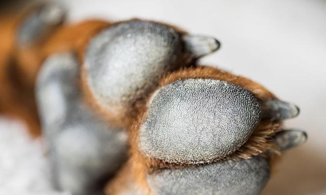 狗爪太长的危害及护理指南：保障爱犬健康的重要措施
