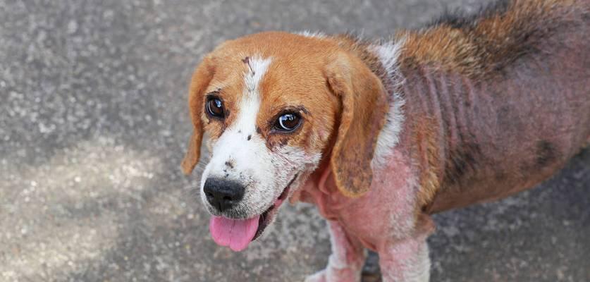 狗狗双甲眯中毒症状识别与急救处理指南