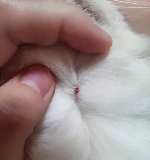 探索小猫咪身上的奥秘：从行为习性到情感表达全面解析