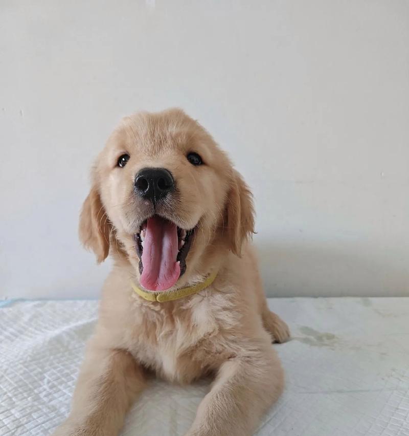金毛犬出生时毛色揭秘：从幼犬到成犬的颜色变化规律