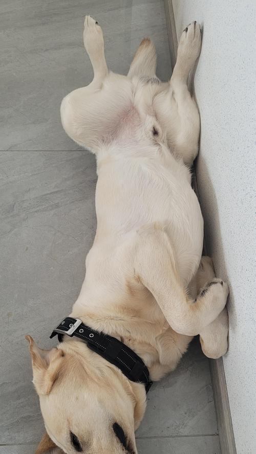 狗为什么喜欢四脚朝天？15个原因解析狗狗奇特睡姿