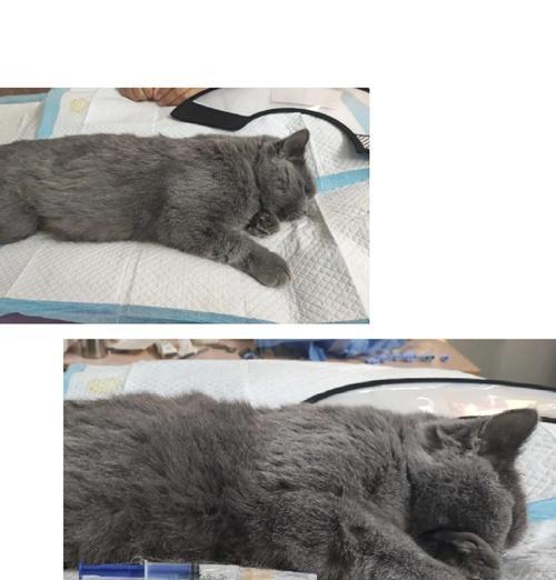 公猫绝育最佳时机选择指南：一岁左右手术更安全