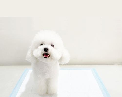 小狗训练最佳时机与方法指南