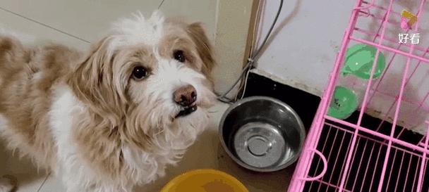 狗狗不爱吃狗粮怎么办？15种营养替代食物选择指南