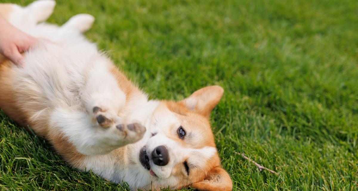 哈士奇尾巴为什么总是翘起来？揭秘独特尾巴姿态的科学原因