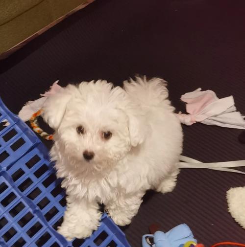 泰迪犬呕吐咳嗽怎么办？饮食护理全攻略