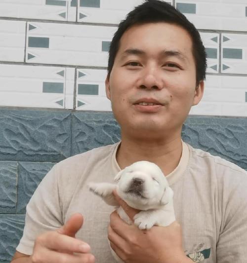 拉布拉多犬为什么不长个？生长特点与体型发育全解析