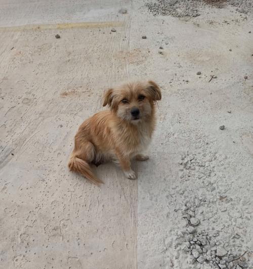 狗狗为什么不在窝里生产？母犬选择其他地点的原因分析