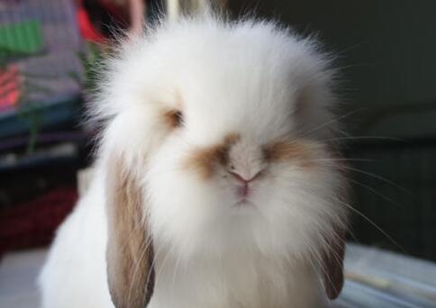 垂耳兔成年年龄及发育过程详解，宠物养护必备指南