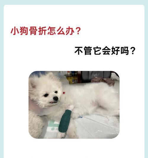 狗狗骨折症状识别与急救处理全攻略