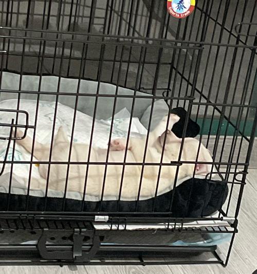 新手养狗必看：15个照顾幼犬的重要注意事项