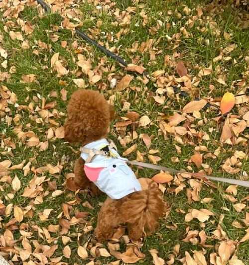 狗鼻子为什么总是湿的？揭秘湿润鼻子的科学奥秘