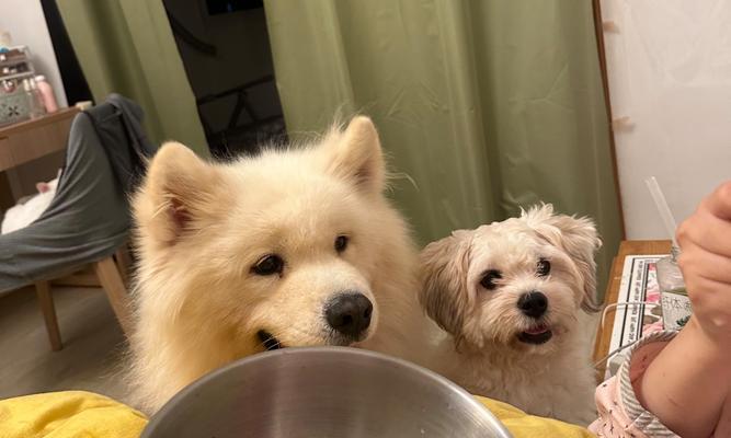 萨摩耶训练饮食安排全攻略：营养搭配与喂养技巧