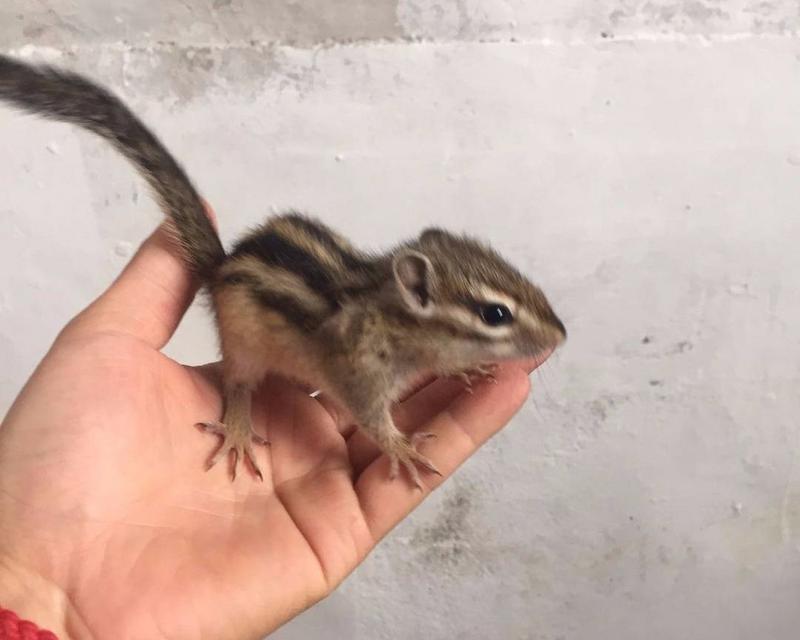 松鼠宠物品种选择与驯养方法全攻略