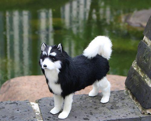 萨摩犬黑毛形成原因解析：遗传学与环境因素全面探析