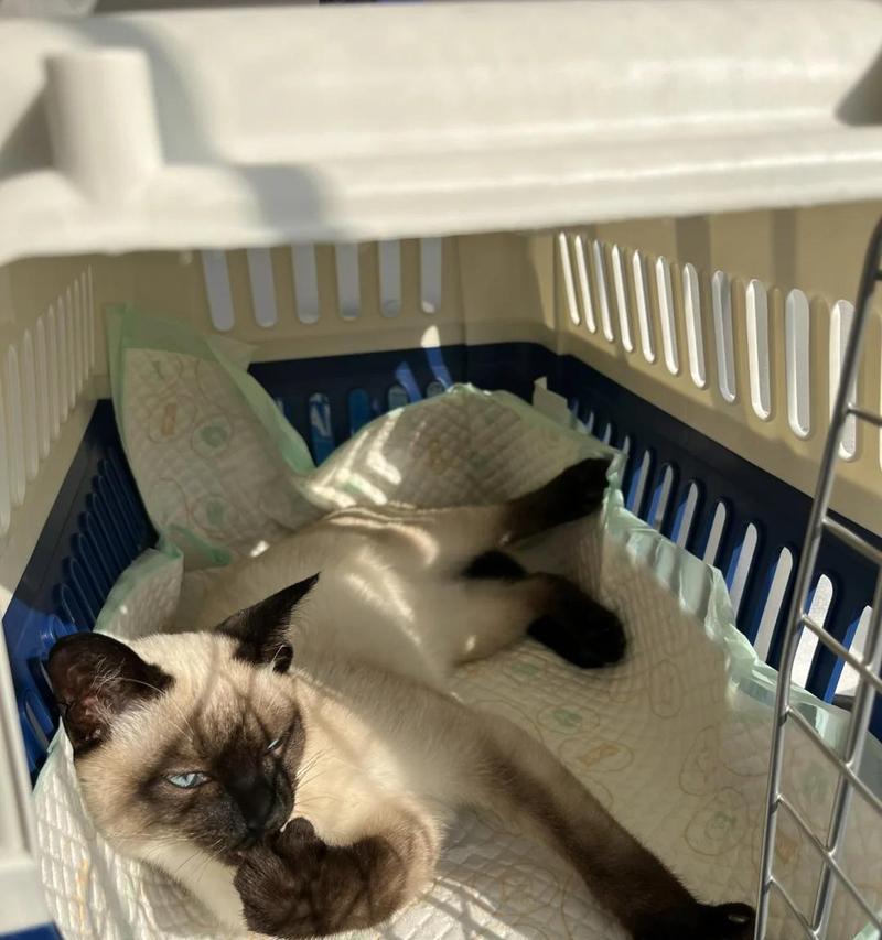 猫咪拉稀的原因分析及解决方法指南