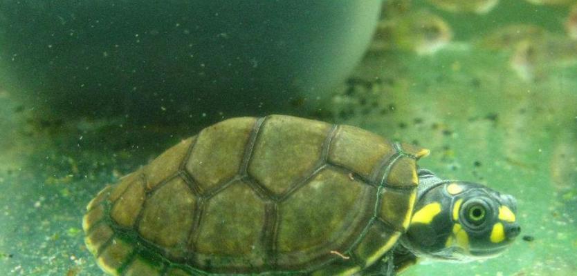 小草龟头部绿色的成因揭秘，基因遗传与环境因素解析