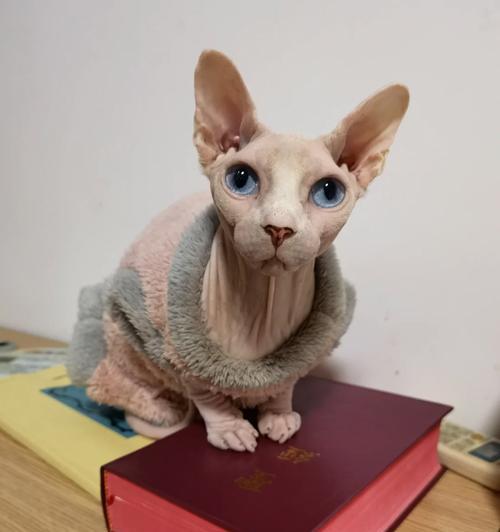 圣经中为何没有猫的身影：探寻古代宗教文献中的动物选择之谜