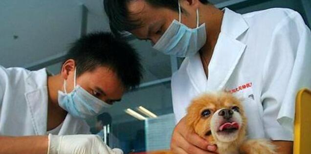 狗狗舔爪行为的15种原因及有效治疗方法