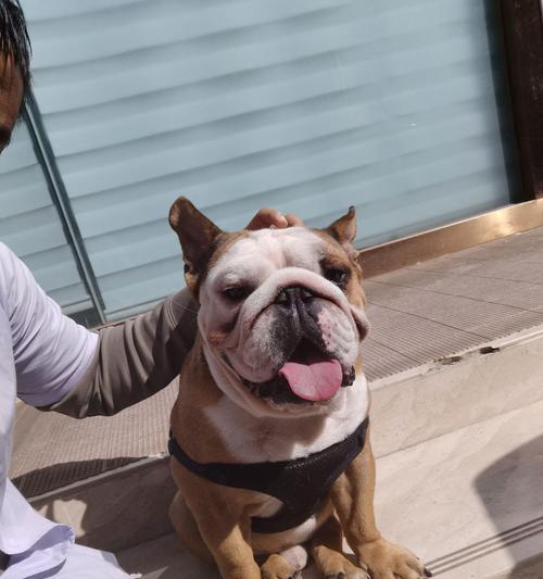 法斗下巴的象征意义与个人形象影响解析