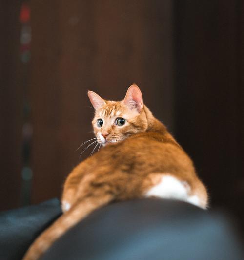 猫眼神奇视力揭秘：超凡视觉能力与多重应用价值