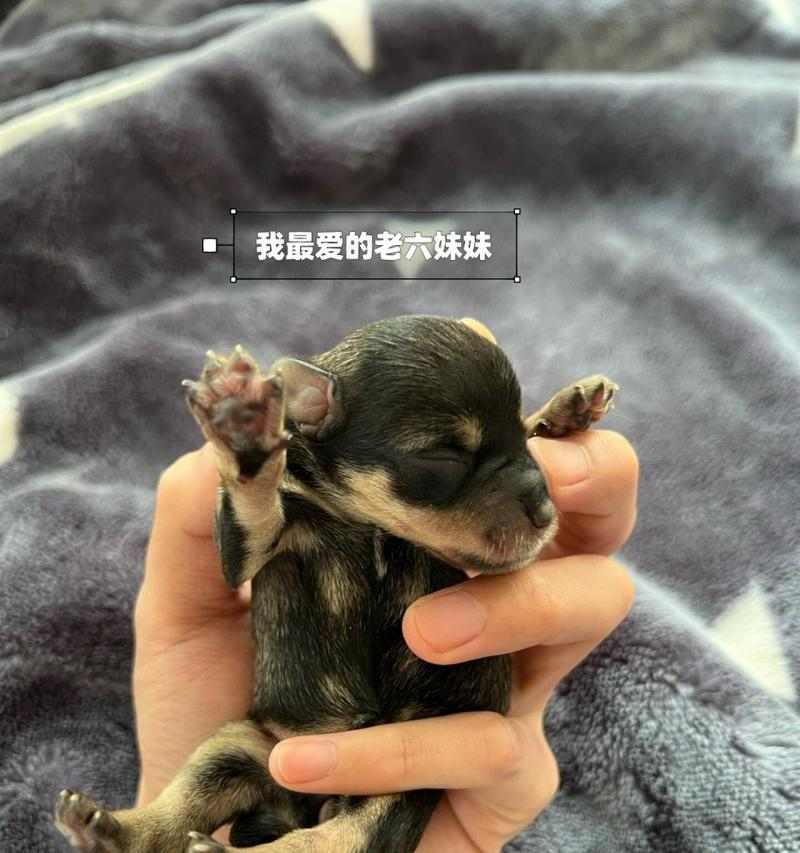 雪纳瑞与其他犬种配种指南：后代特点全面分析