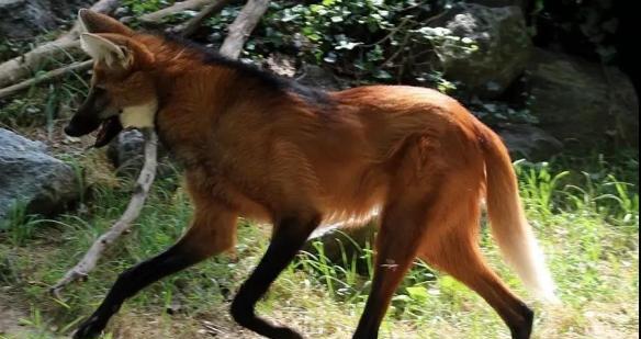 4个月大狗狗频繁露出来的原因分析及应对方法