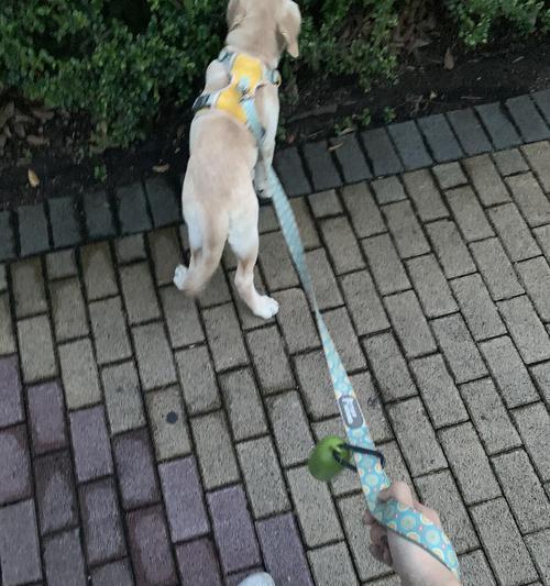 狗塌蹄现象深度解析：成因影响及防治方法全面指南