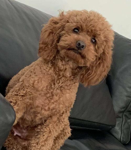 泰迪狗宫缩症状识别与治疗方法详解