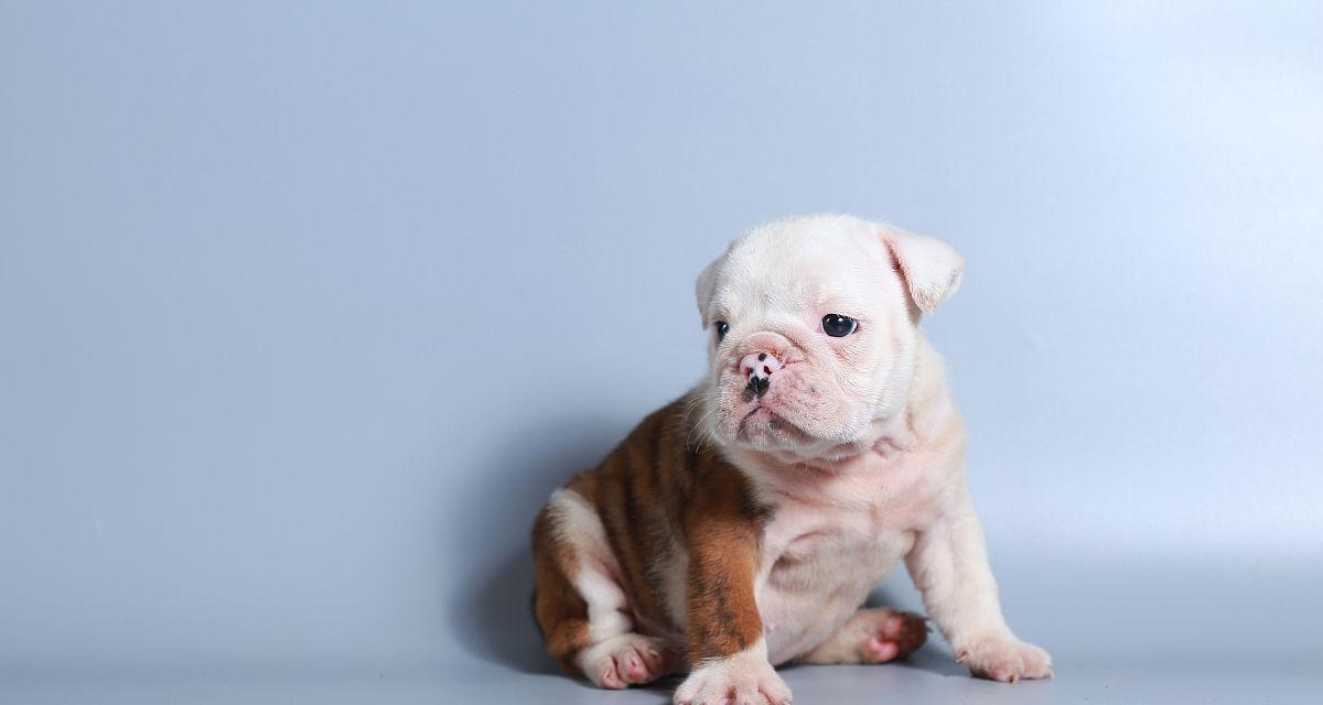 斗牛活动必备注意事项全攻略，安全参与技巧指南