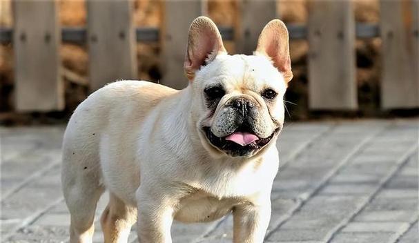 小空间养狗指南：适合公寓住宅的狗狗品种推荐