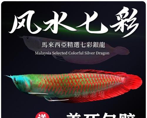 龙鱼水质要求全攻略：打造适宜生长环境的关键要素