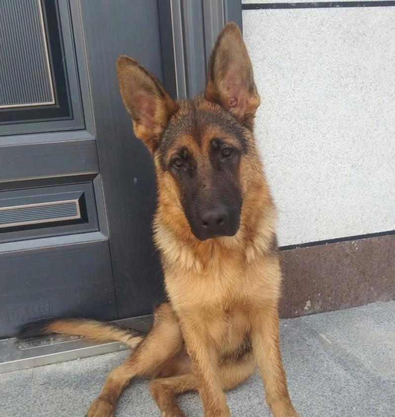 狗狗坐姿解读指南：15种常见坐姿背后的深层含义