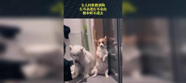 狗左狗右：揭秘不同品种狗狗行为差异及沟通技巧