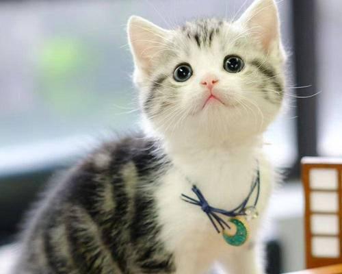 美短猫养护全攻略：15个关键注意事项让您科学养猫