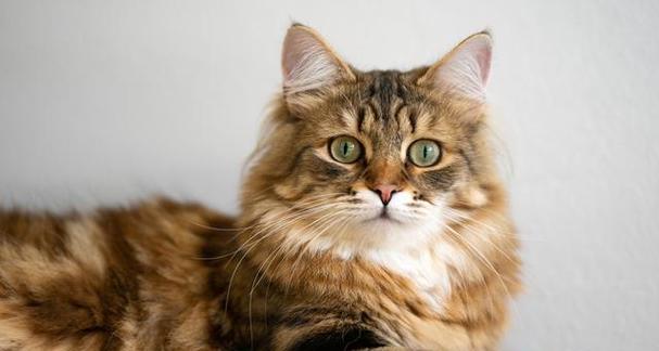 长毛猫为什么受欢迎？探究长毛猫咪的独特魅力