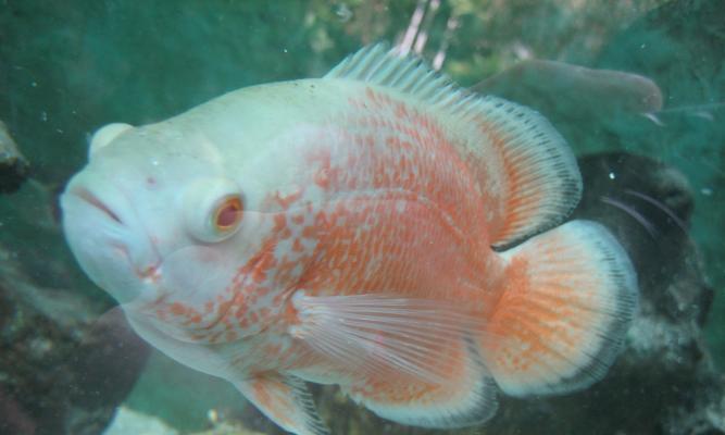 地图鱼的神秘外观与独特生活习性全面解析