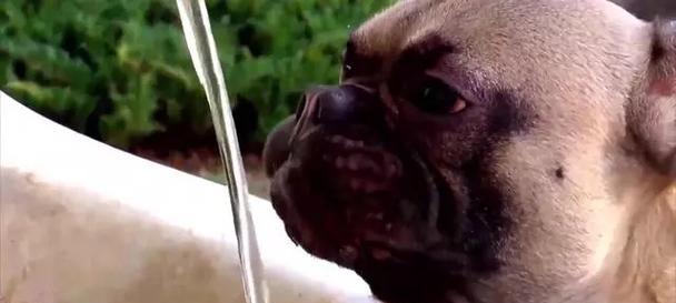 狗狗喝水过多的原因分析及健康护理解决方案