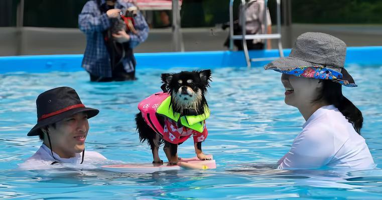 狗幼仔洗澡时间指南：满月后开始的15个护理要点