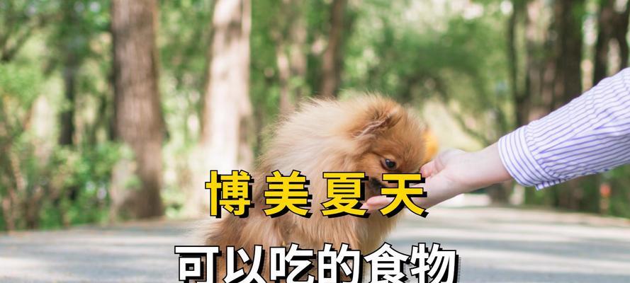 狗狗例假期饮食护理全攻略：15个关键要点助你科学照料爱犬