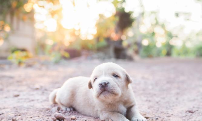 狗狗拉稀怎么办？科学饮食调理方法全攻略