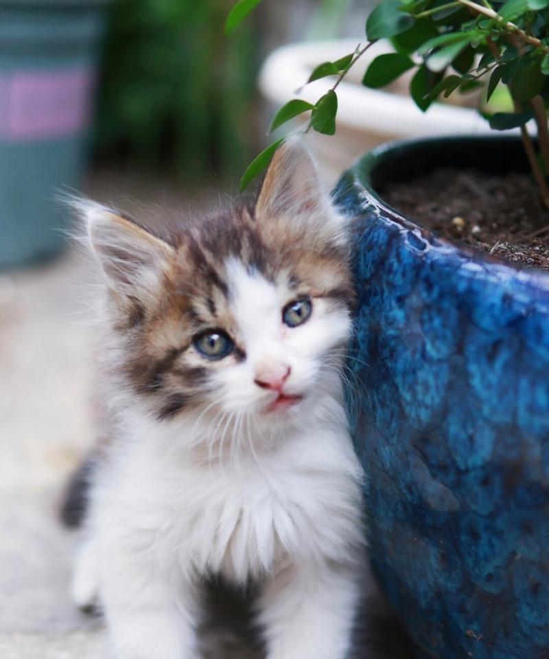 宠物猫乖巧可爱特质解析：行为特点与饲养指南